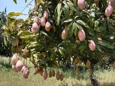 Bangalora/Totapuri Mango