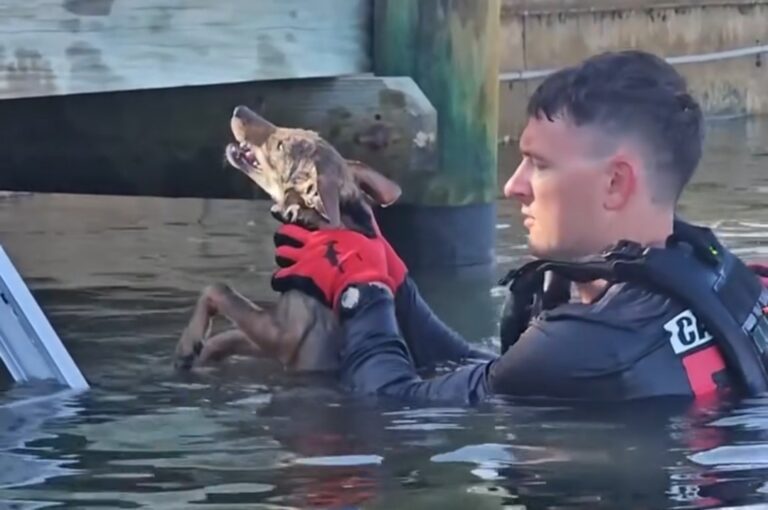 Florida Firefighters Rescue Exhausted Coyote Pup Mistaken for Dog in Canal