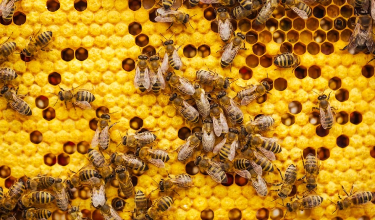 Millions of Bees Swarm Texas Neighborhood After 18-Wheeler Overturns