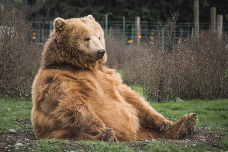 Chinese Zoo’s Human Bear Job Listing With $15,000 Salary Goes Viral